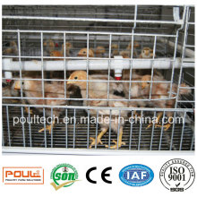 Young Chick Cage for Raising 1-14 Week Chicks